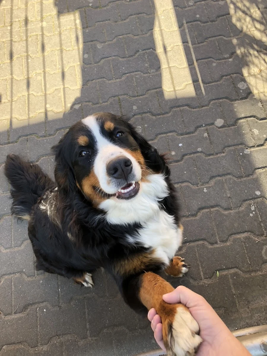 Die rollende Hundeschule – Hundetrainer für Mainz und Umgebung