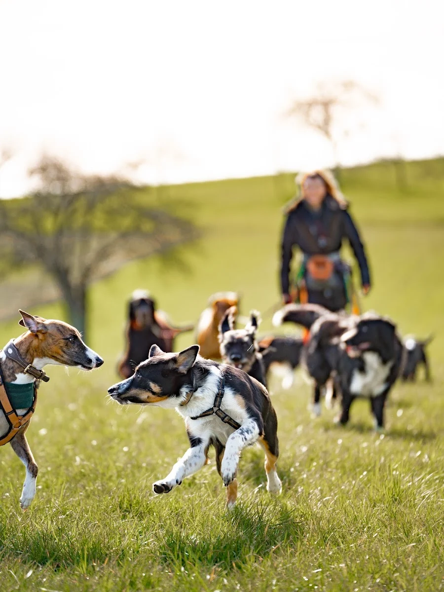 FelixCanis Hundetagesbetreuung & Hundetraining