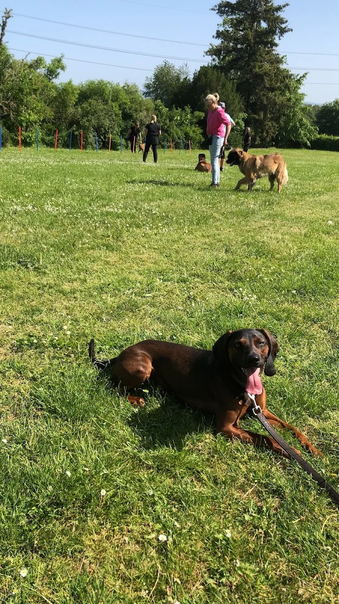 Hunde im Glück – Die Hundeschule für Mainz, Bingen und Bad Kreuznach