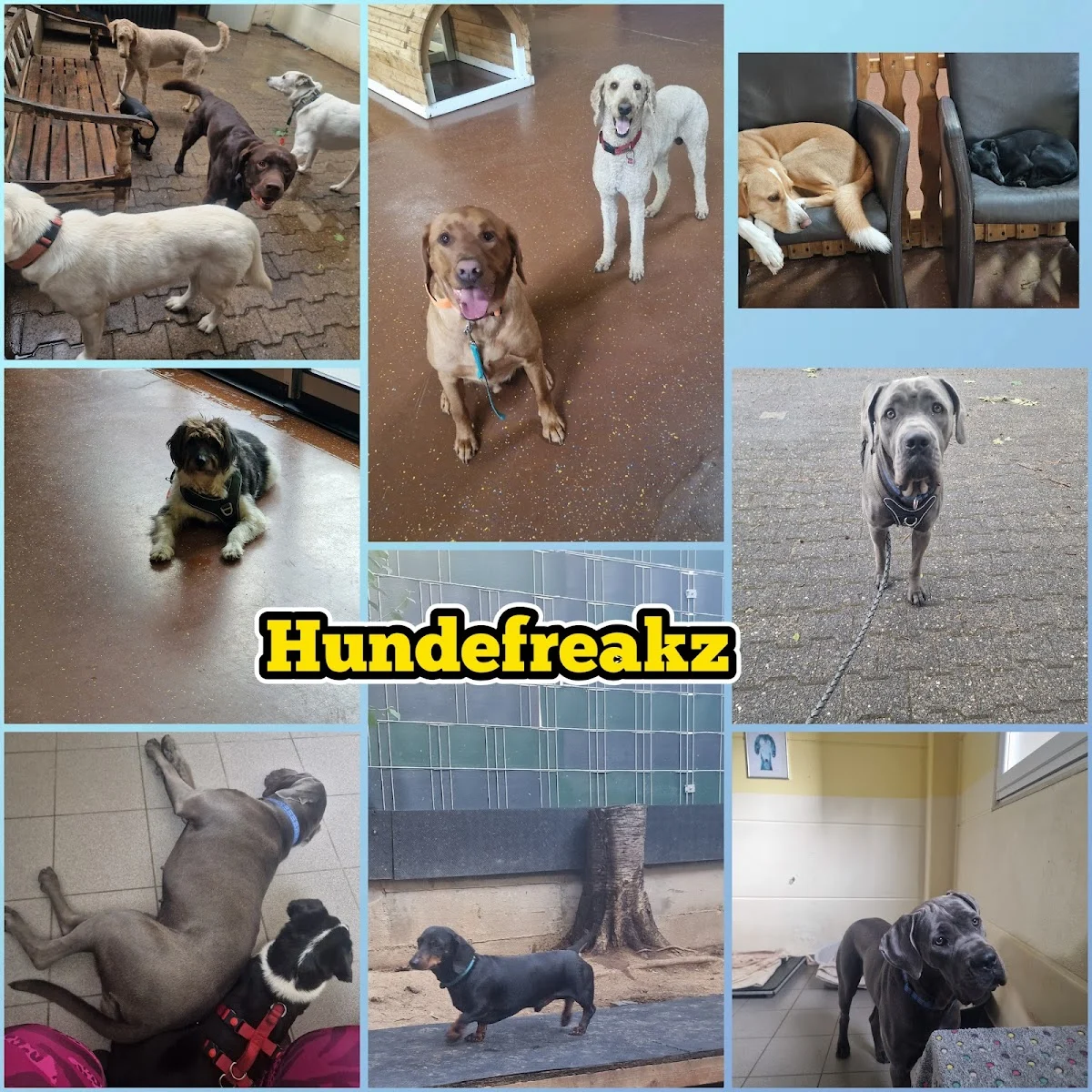 Hundefreakz