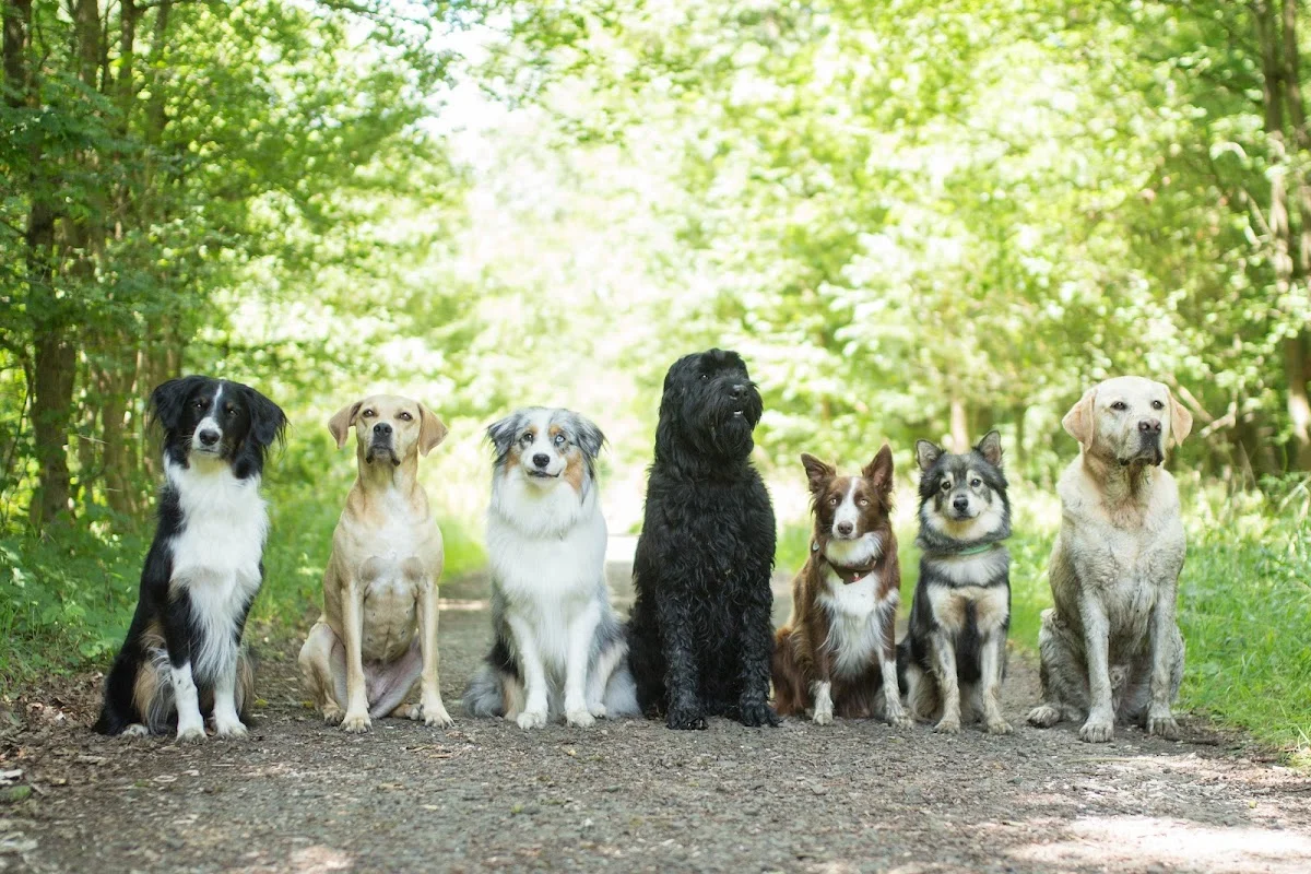 Hundeschule Landherr