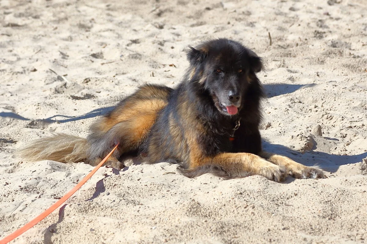 Hundeschule sitzplatzfuss