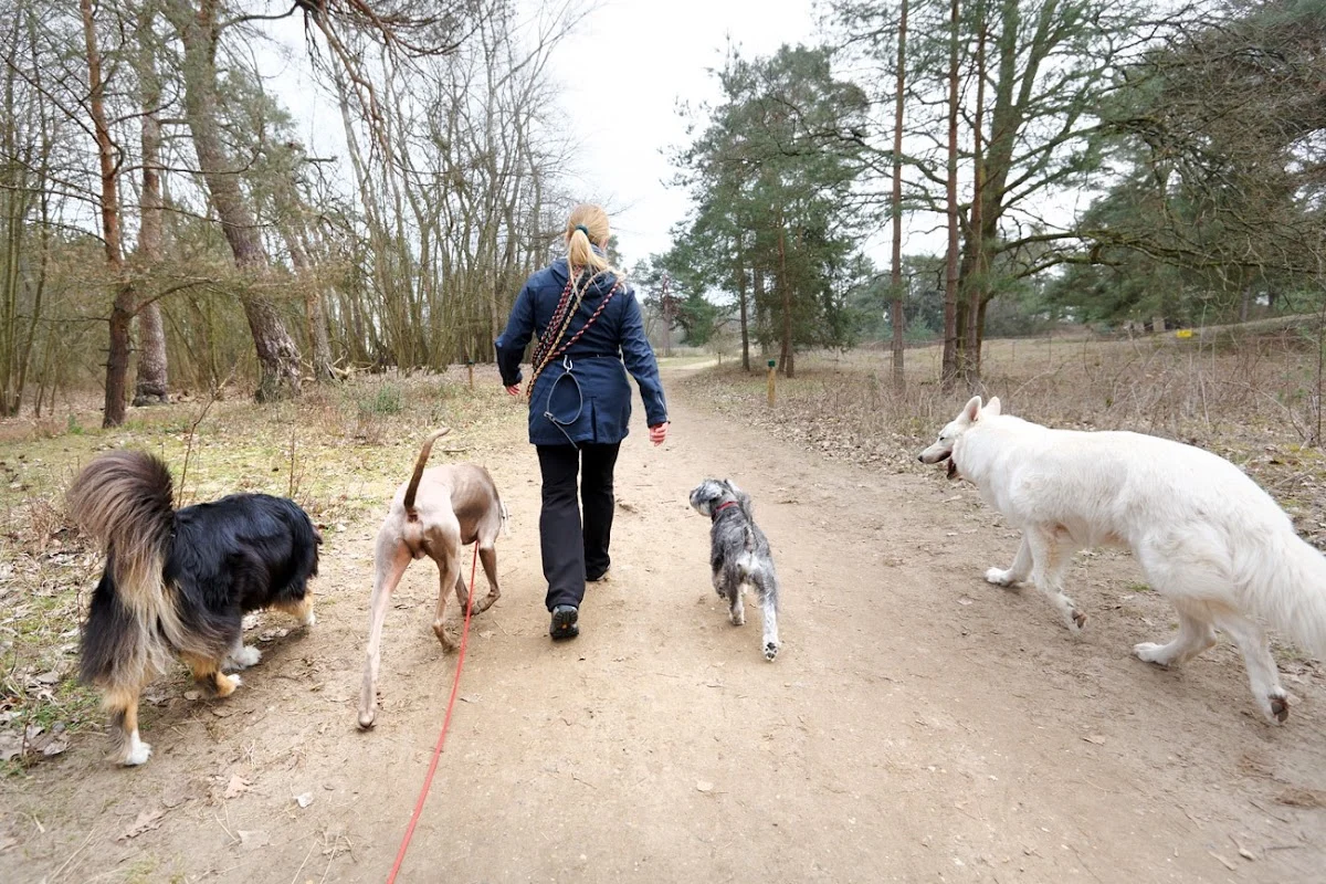 Hundetraining Anke Enzmann