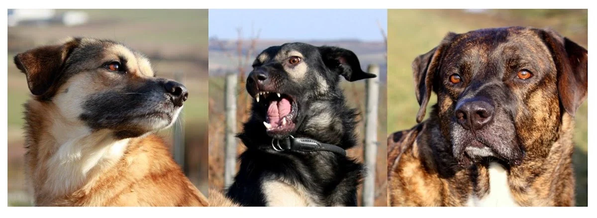 Hundetraining Mainz-Bingen Hannah Hoffmann
